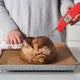 Thermapen® ONE